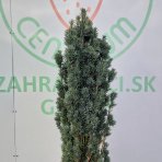 Tis obyčajný (Taxus baccata) ´FASTIGIATA´ – výška 140–160 cm, kont. C25L/C35L